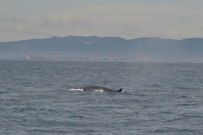 8-Hour Whale Watching in Barcelona - Key things that make this whale watching cruise special