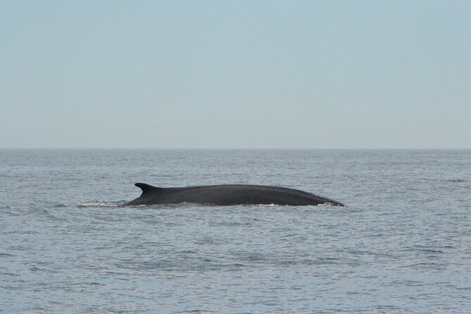 8-Hour Whale Watching in Barcelona - Your marine biologist: the real reason this spotting feels smarter