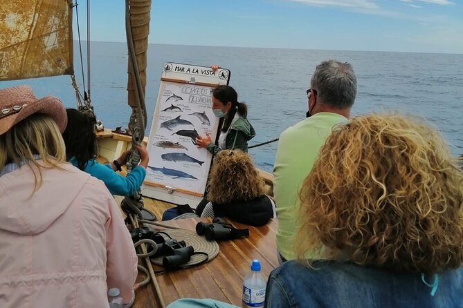 8-Hour Whale Watching in Barcelona - The 8 hours on the water: what you might actually see