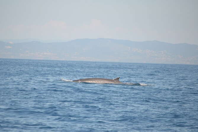 8-Hour Whale Watching in Barcelona - Food and comfort: what to plan since lunch isn’t included