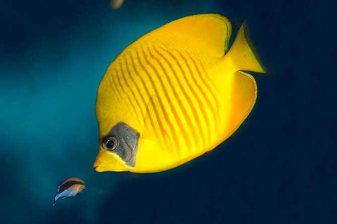 Barcelona Aquarium Skip the Line Ticket - Feeding sessions: nice if you plan around them