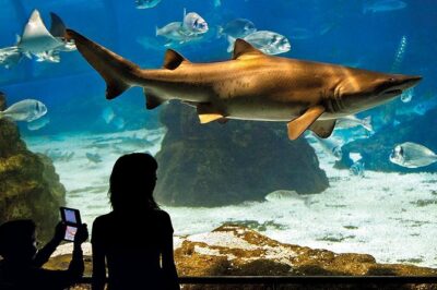 Barcelona Aquarium Skip the Line Ticket - Inside L’Aquarium de Barcelona: what the layout feels like