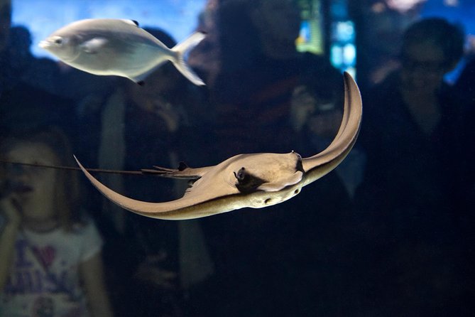 Barcelona Aquarium Skip the Line Ticket - Crowds and noise: the realistic trade-offs