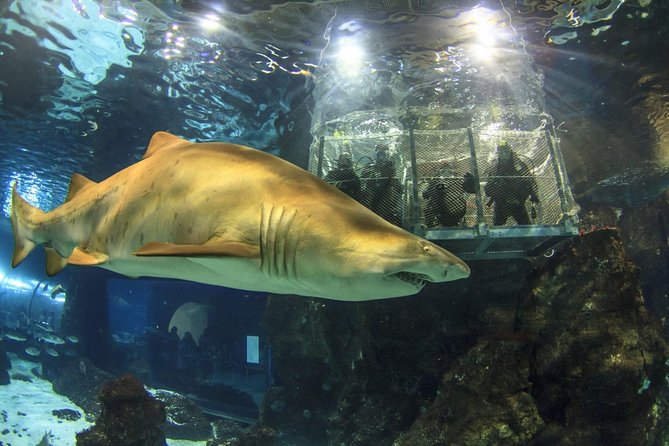 Barcelona City Tour Hop-On Hop-Off and Aquarium - Audio guide: how to make the ride more than transportation