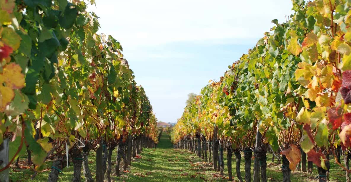 Barcelona: Coastline E-Bike and Wine Tasting Tour - Who should book this, and who should skip it