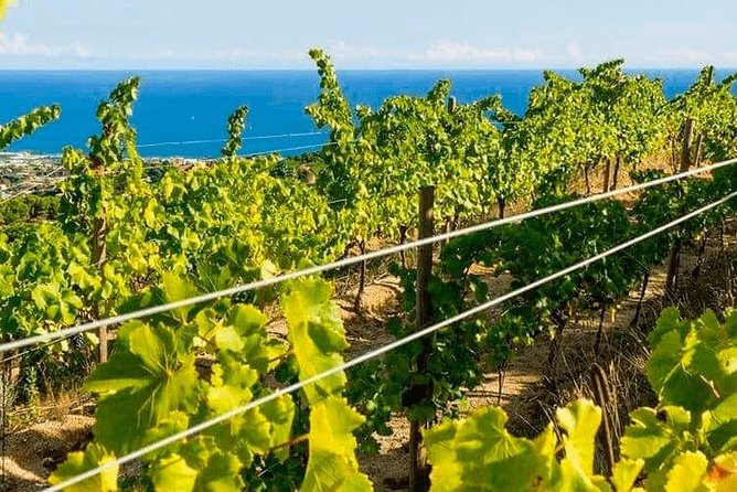 Barcelona eBike Beach Private Tour to Vineyards & Picnic - Arc de Triomf and the final neighborhoods: the sightseeing sweep at the end