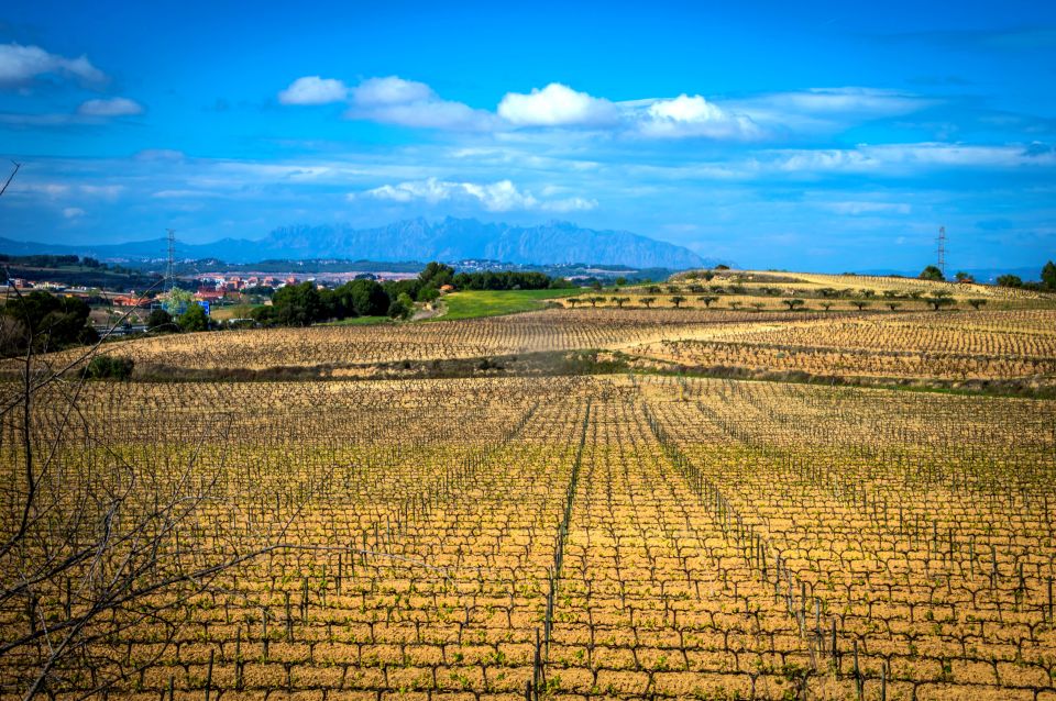 Barcelona: Guided Half-Day Wine and Electric Bike Tour - What the 4-hour ride feels like in Penedès
