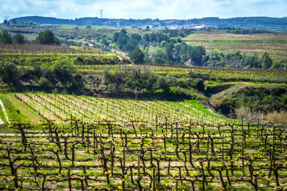 Barcelona: Guided Half-Day Wine and Electric Bike Tour - Tasting wines and cava: what you actually get