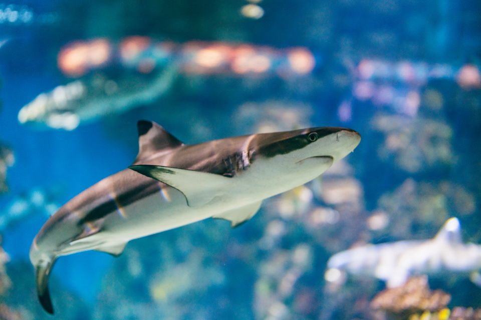 Barcelona: Hop-On Hop-Off Bus & Aquarium Tour - Should You Book the Barcelona Bus + Aquarium Tour?