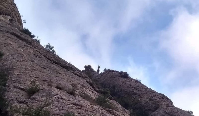 Barcelona: Montserrat Monastery and Natural Park Guided Tour - Funicular time: go high without wasting your legs