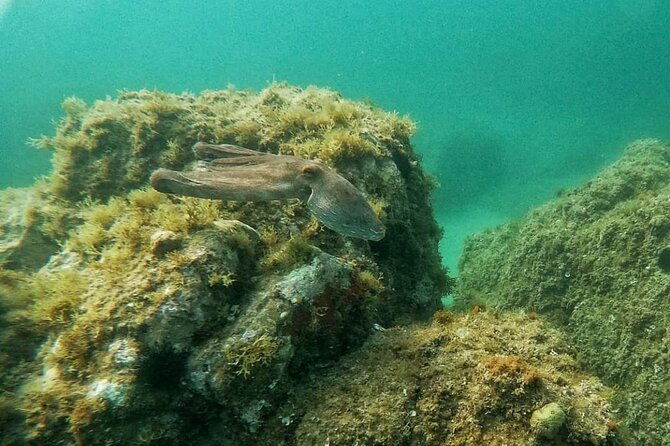 Costa Brava: Scuba Diving Tour, Lunch and a Visit to Tossa de Mar - Where your underwater time actually pays off