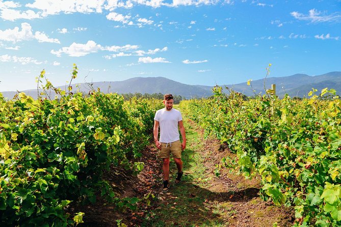 From Barcelona: El Penedès Hike & Wines - Transport, timing, and pacing: you get a full day in 6.5 hours