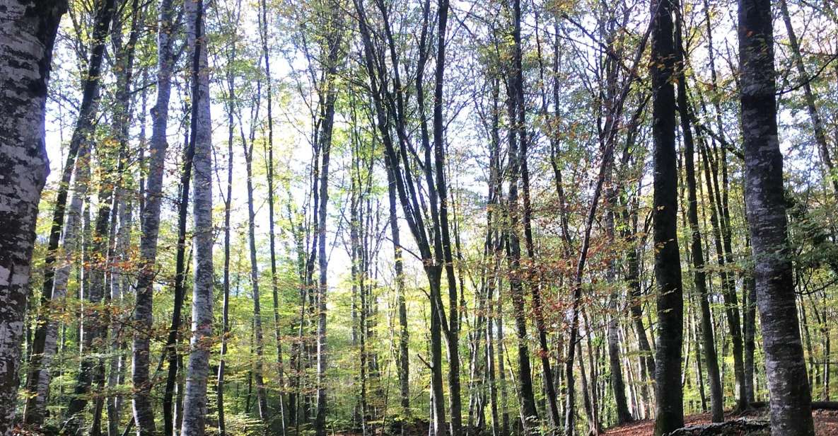 From Barcelona: Medieval Villages and Volcanic Hiking Tour - Getting from Barcelona to La Garrotxa in a small-group minivan