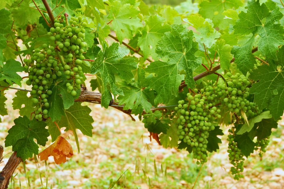 From Barcelona: Priorat's Exclusive Cellars, Wines & Nature - Second wine stop: tightening your palate and your questions
