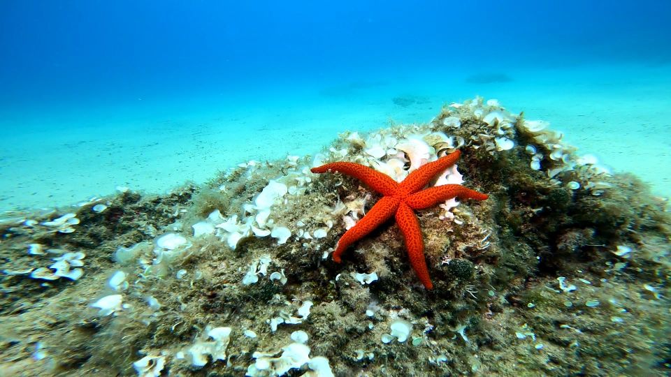 From Barcelona: Tossa de Mar Scuba Diving and 3-Course Meal - Costa Brava in One Day: What This Plan Gets Right