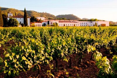 From Barcelona: Wine Cellar Visit in Penedes with Tasting - Price and Value: What $53 Buys You (and Why It Can Be a Good Deal)