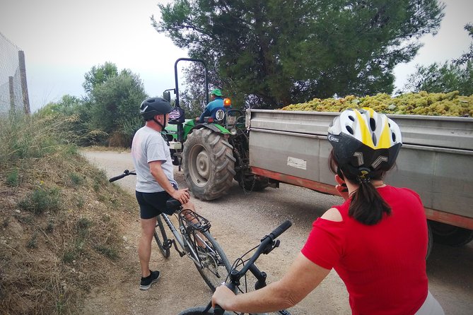 From Sitges: Bike Tour and Winery Visit with Free Hotel Pick Up. - Beyond the cellar: how the day uses multiple winery moments