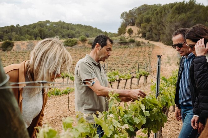 Full-Day Trip Barcelona to Montserrat Monastery & Cava Winery - The winery visit: learn cava production and see the bottling process