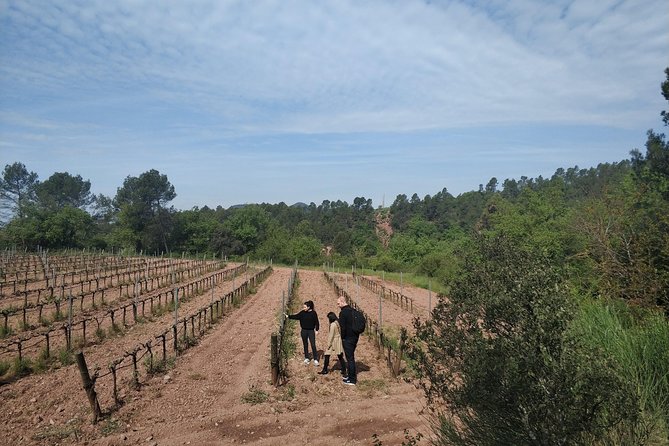 Half Day Private Wine & Oil Tasting Tour near Barcelona with hotel pick up - Montserrat views: the drive part is actually part of the experience