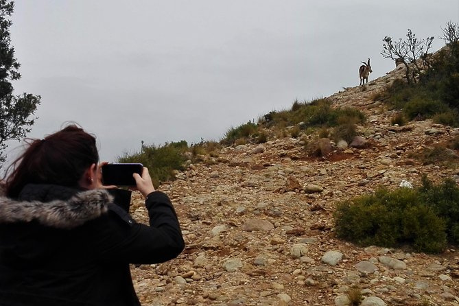 Historical Montserrat Half-Day Hiking Tour from Barcelona - Pacing, Views, and the Downside of Half-Day Time