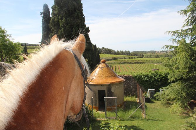 Horseback Ride, Penedes, Wine Tasting & Tapas Private Tour - Private, Limited-to-Your-Group: Why It Changes the Experience
