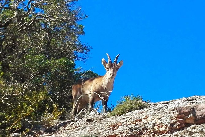 Montserrat Land of Shrines - One Day Small Group Hiking Tour from Barcelona - The 4–5 hour shrine hike: views, hermitages, and mountain “aha”