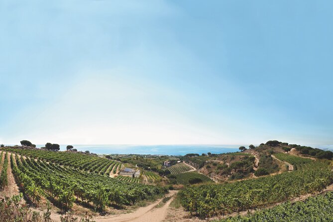 Paella Cooking Experience & Winery Tour from Barcelona - Inside Alta Alella: Vineyards, Cellars, and Tastings