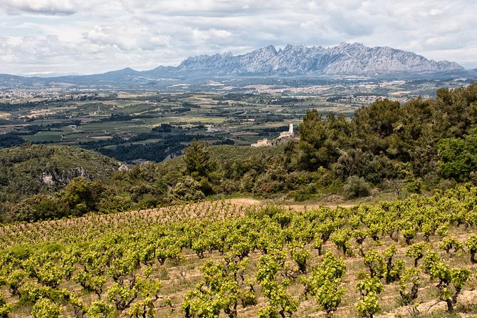 Penedes and Cava Winery Small Group Tour - Corpinnat and organic grapes: the tasting focus that makes it memorable