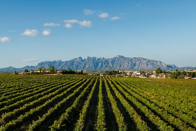 Penedes and Cava Winery Small Group Tour - Who should book this cava tour from Barcelona?