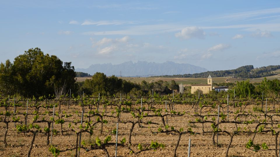 Penedès Vine to Wine: Personalized Cava taste&craft Workshop - Quick reasons this workshop works
