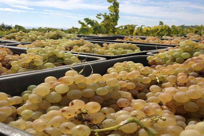 Private Breakfast Winery Experience - Private Wine Tasting Tour - Getting Wine Home Without Losing Your Vacation (or Your Suitcase)