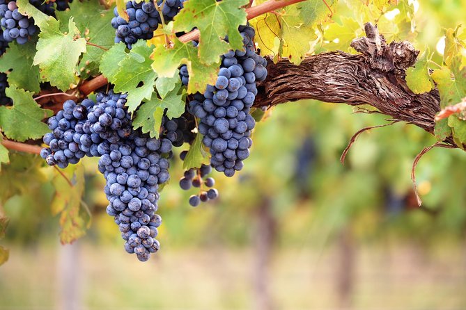 Private Montserrat Tour, Wine Taste & Local Lunch from Barcelona - Vilafranca del Penedès and a Family Winery: Tasting With an Enologist