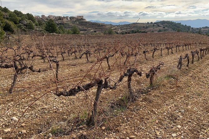 Private Priorat Tour with Wine Tastings & Lunch from Barcelona - Stop 2: Clos Figueras, Old-Vine Priorat, and a Real Lunch
