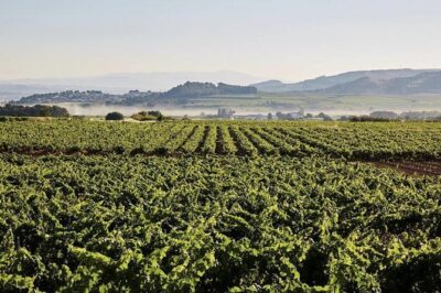 Private Tour: Top Three Organic Wineries & Local Lunch Included - Lunch in Vilafranca del Penedès: three courses plus a glass of cava