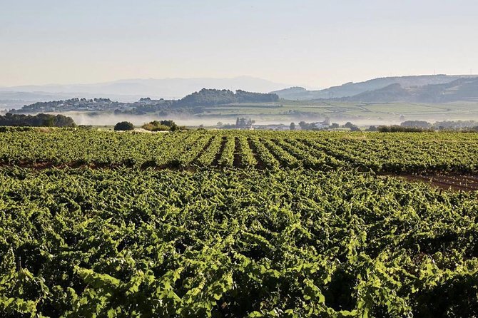 Private Tour: Top Three Organic Wineries & Local Lunch Included - Lunch in Vilafranca del Penedès: three courses plus a glass of cava