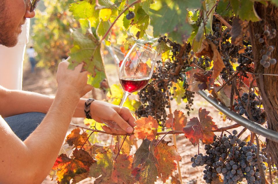 Private Wine, Tapas & Cava Experience from Barcelona - What you’ll learn (and actually use) about Catalan wine and cava