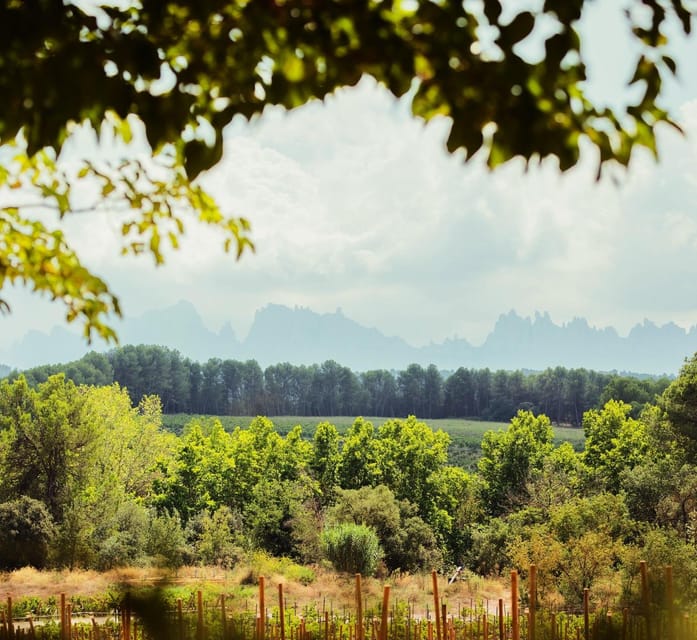 Private Wine, Tapas & Cava Experience from Barcelona - Price and value: is $583 per person fair for this private setup?