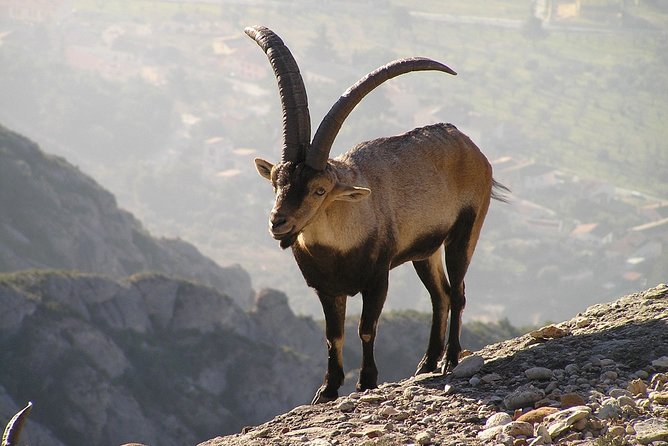 Semi-Private Montserrat Monastery, Funicular & Scenic Nature Walk - The farmers market stop near Abadia de Montserrat