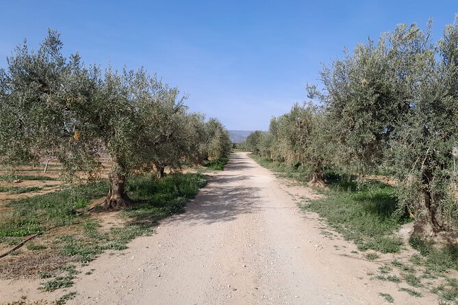 Tarragona Culinary Experience: Olive Oil & Iberian Ham Delight - Buying Olive Oil And Olives: Bringing Home Something Specific