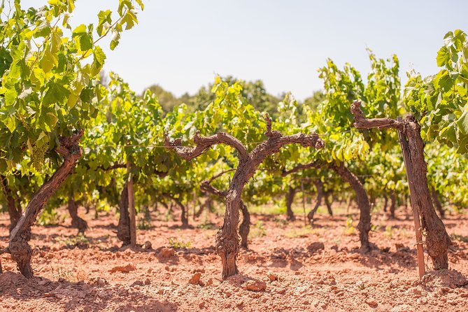 The Essence of Priorat | Private Wine Tour from Barcelona - Who This Tour Suits Best (and Who Might Want Another Option)