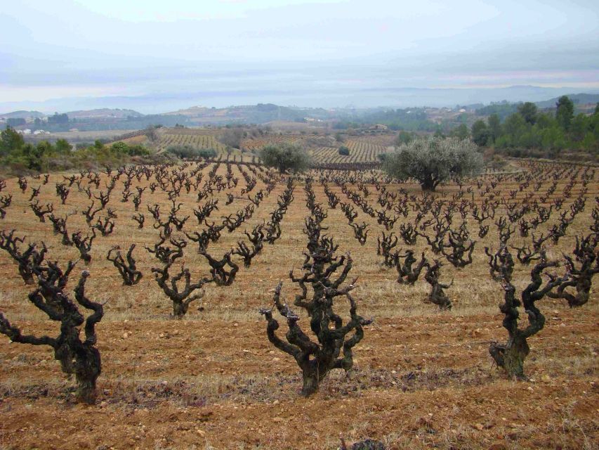 Vilafranca del Penedès: Winery Visit with Tastings - Alt Penedès wine, without the pretended stuff