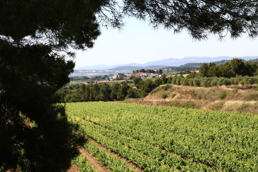 Vilafranca del Penedès: Winery Visit with Tastings - Timing and what the 3 hours feels like