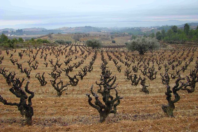 Viticulture and Wine-Tasting 3-Hour Trip from Barcelona - Vineyard walk at the start: viticulture tips and seeing grapes up close