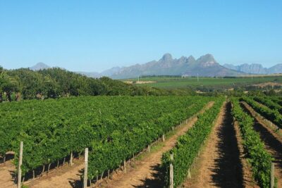 Wine & Cava Penedes Tour: Wineries, Wine Tasting and Tapas - Stop 2: Albet i Noya tastings plus Catalan tapas lunch