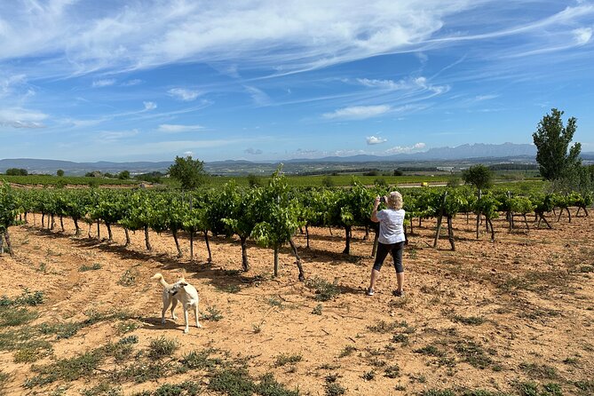 Wine Tasting in Three Boutique Wineries Tour - Max 8 people - Stop 2 at Felix Massana Rafols: Carved-By-Hands Cellars