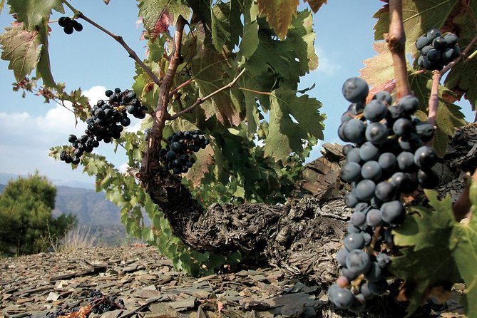 WINE TOUR PRIORAT: Visit 2 Top Wineries, Wine Tasting & Gourmet Lunch - Priorat, one big reason: it’s wine country you can actually feel