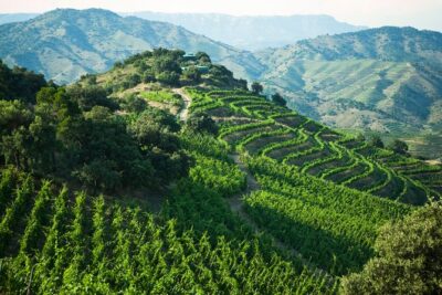 WINE TOUR PRIORAT: Visit 2 Top Wineries, Wine Tasting & Gourmet Lunch - Stop 1 at an award-winning winery: start strong, then build context