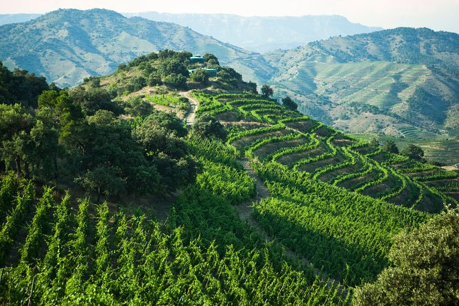 WINE TOUR PRIORAT: Visit 2 Top Wineries, Wine Tasting & Gourmet Lunch - Stop 1 at an award-winning winery: start strong, then build context